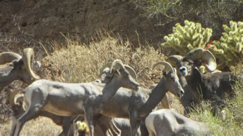 Jay Scott Outdoors Desert Bighorn Sheep Scoring And Field Judging