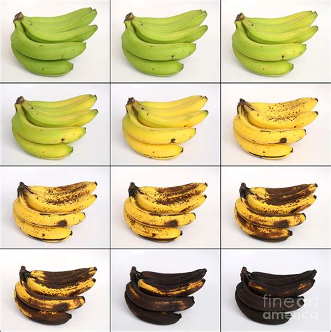 Banana Ripening Sequence Photograph by Ted Kinsman