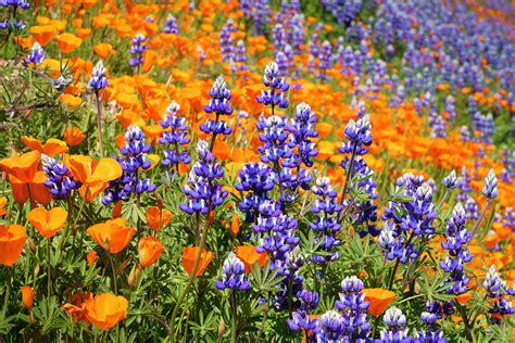 Lupine and California Poppies Wildflowers 15 Photograph by Lindsay Thomson - Fine Art America