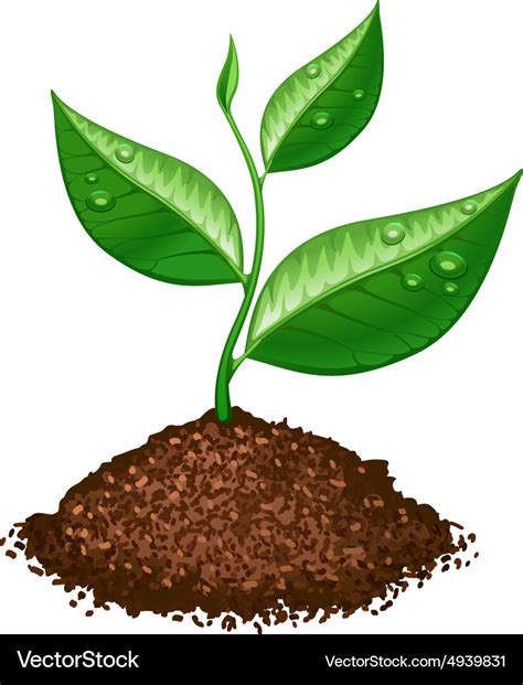 Green plant Royalty Free Vector Image - VectorStock