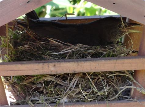 Amsel Im Meinem Wilden Garten Durch Zufall Entdeckt Marburg