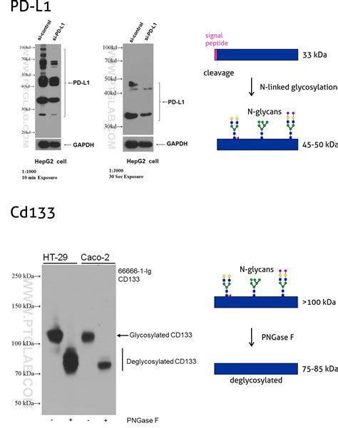 Protein Molecular Weight Calculator Dalton | Blog Dandk