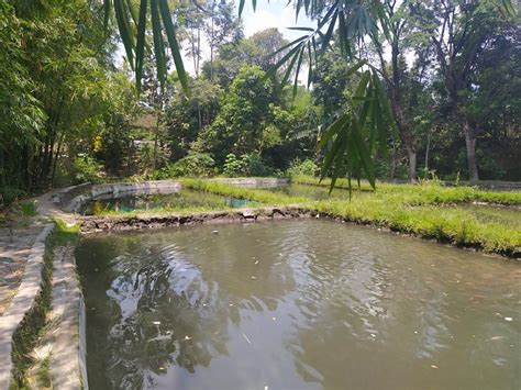 Kolam Budidaya Ikan Bawal Jenis Sistem Dan Kapasitas Sebaran