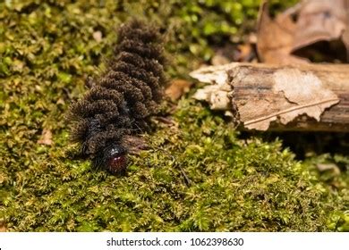 Black Hairy Caterpillar Stock Photo 1062398630 | Shutterstock