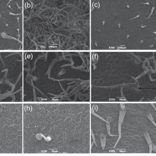 Slmx Expression Regulates Trichome Formation A C Sem Observation Of