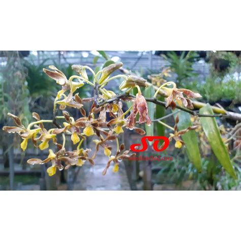 Jual Dendrobium Trilamellatum Jungle Shopee Indonesia