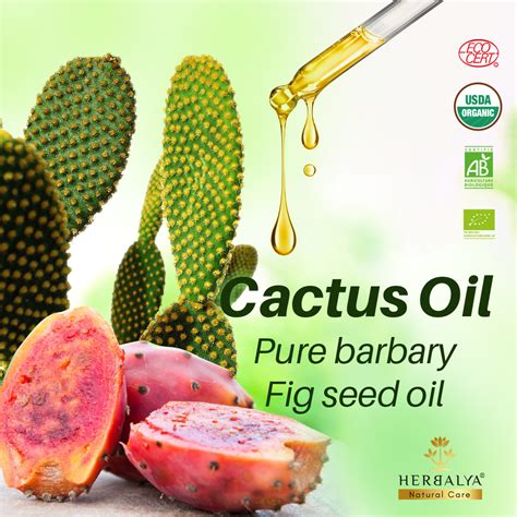 Tunisian Organic Cactus Seed Oil A New Source Of Beauty Pampat