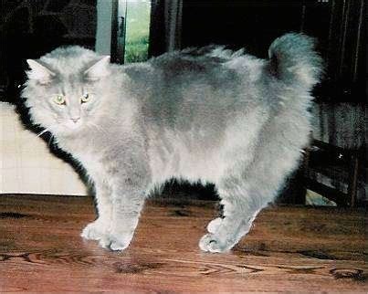 Cymric Cat Breed Information and Pictures