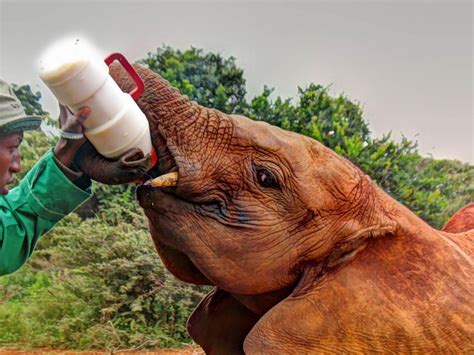 Tur Til David Sheldrick Elephant Orphanage Og Giraffe Centre Getyourguide