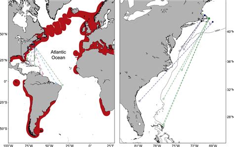 Transequatorial Migrations By Basking Sharks In The Western Atlantic