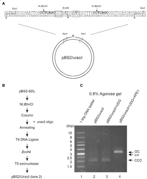 Preparation Of Dna Template Uracil Substrate With Uracil At A Defined