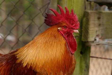 Red Rooster stock image. Image of chicken, barnyard, beak - 95535