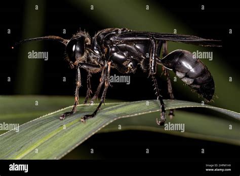 Adult Thread Waisted Wasp Of The Genus Sphex Stock Photo Alamy