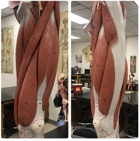 Anterior Thigh A P Lab Quiz Diagram Quizlet