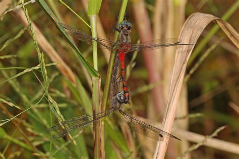 Blue Faced Meadowhawk Sympetrum Ambiguum Mason Neck Vi Flickr