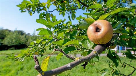 Frisches Obst ganz einfach vom Wegesrand pflücken