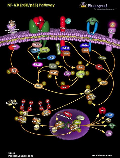 Nf B P50 P65 Pathway Medical Laboratory Science Teaching Biology