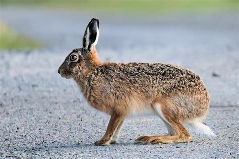 hare rabbit  pixabay