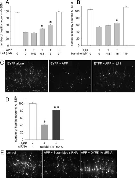 DYRK1A Inhibition Reduces Neurodegeneration In APP Transfected Brain