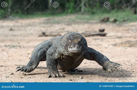 Walking Komodo Dragon Front View Close Up Stock Image Image Of