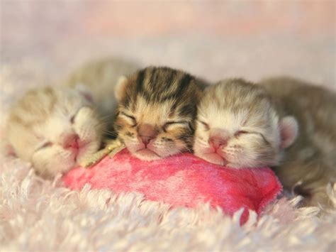 Bengal Katzenbabys Tierisch süß und wild gemustert Katzenbabys