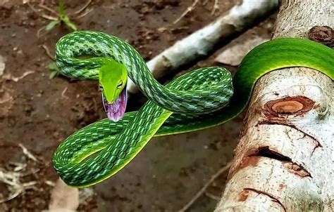 A Green Snake In The Wild Idukki Kerala Oc Pics