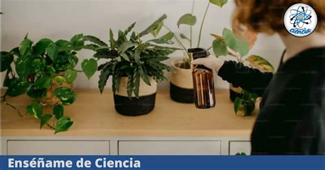 Estas Son Las Mejores Plantas Para El Interior De Tu Casa Que No