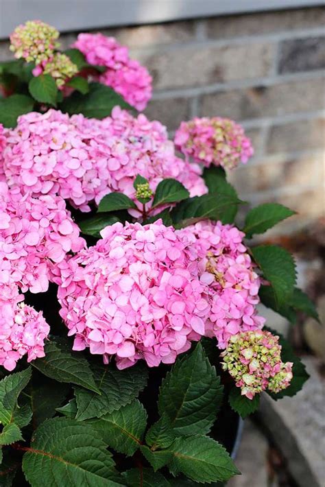 How To Grow Hydrangea In Pots Growing Hydrangeas Hydrangea Garden Outdoor Flowers