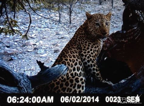 Nambia Trail Cam Leopard | AfricaHunting.com