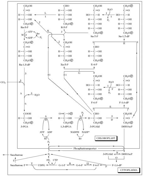 Calvin Zyklus Lexikon Der Biochemie