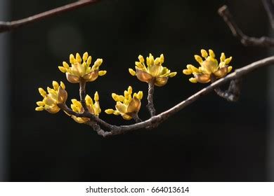 5,681 Cornus fruit Images, Stock Photos & Vectors | Shutterstock