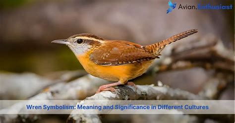 Decoding The Wren Exploring Its Symbolism And Spiritual Significance