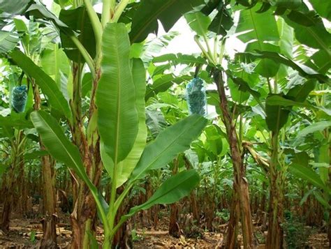 Requerimientos De Clima Y Suelo Para El Cultivo De Banano Intagri S C