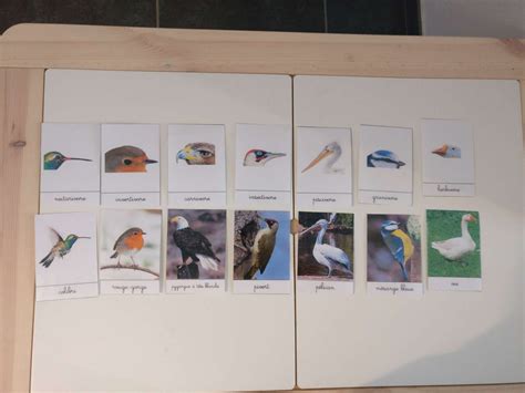 Carte De Nomenclature Les Becs Des Oiseaux Documents à Télécharger