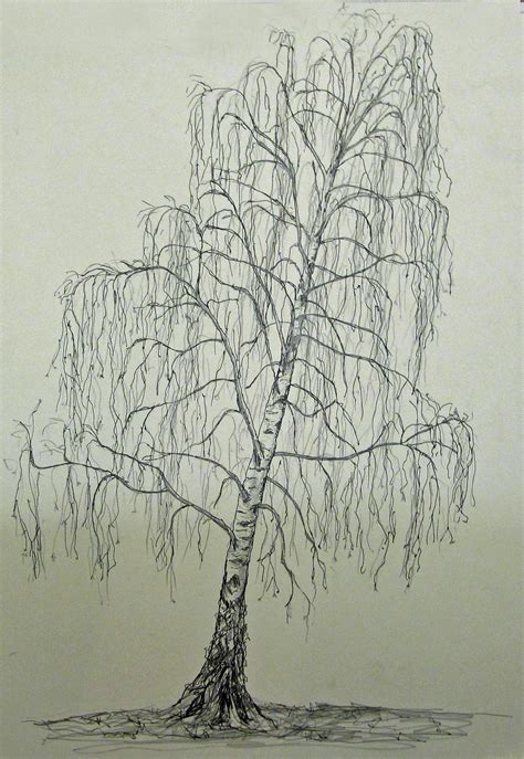 Birch Tree Drawing at GetDrawings | Free download