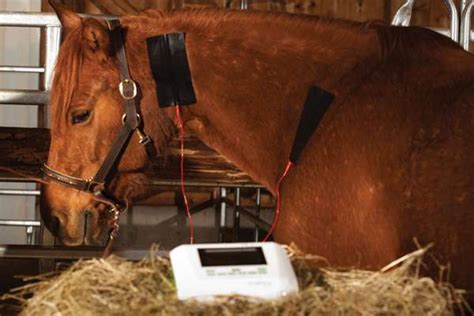 Amplimove animal Elektrotherapie Elektrotherapie für Tiere Therapie