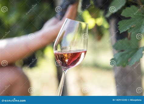 Man Holding Glass Of Red Wine In Vineyard Field Wine Tasting In