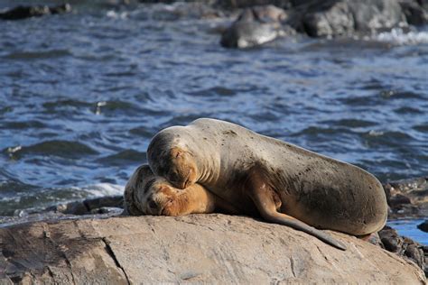 Filesea Lions Ushuaia Wikimedia Commons