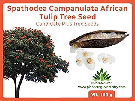 Spathodea Campanulata African Tulip Tree Seed Tulip Tree Seed