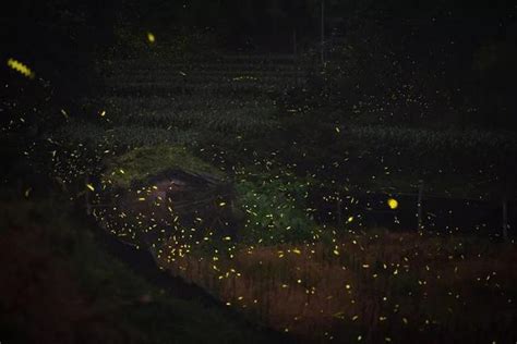 點點綠光、翩翩起舞麗水除了九龍濕地公園這個地方也能看螢火蟲 每日頭條