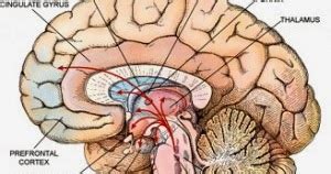 Ineffective Tissue Perfusion Cerebral Encephalitis Care Plan