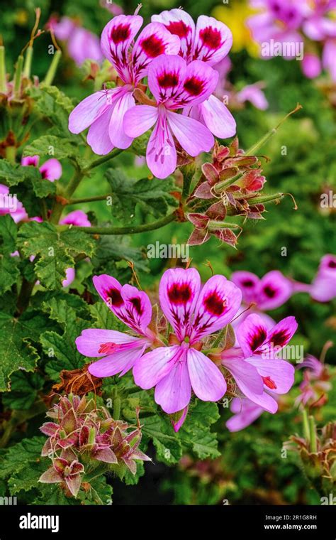 Planta De Pelargonium Graveolens Tambi N Conocida Como Geranio Rosa Con