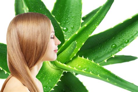 Aloe Vera Shampoo for Hair Loss | Beauty Tips