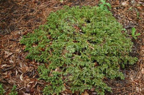 Photo Of Juniperus Effusa Juniper Conifer