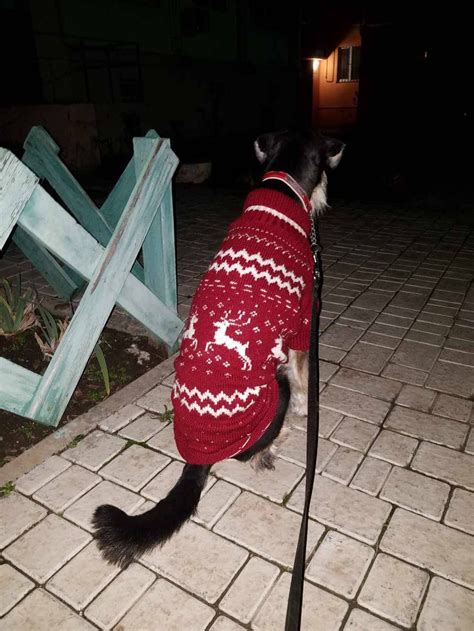 Knitted Sweater With a Hood for Large Dogs and Cats | Etsy