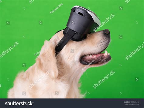 375 Dog vr Images, Stock Photos & Vectors | Shutterstock