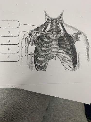 Deep Muscles Of The Cheat Back And Abdomen 2 Flashcards Quizlet