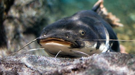 Gulper Catfish: Facts, Size, Care Tips and More - Tcrascolorado