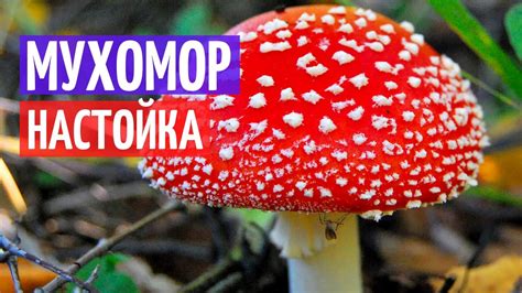 Настойка мухомора. Как готовить и принимать? I Herbals-ua.com - YouTube