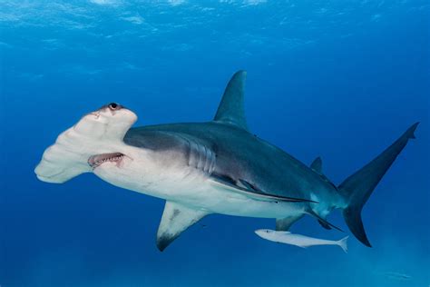 South Carolina Angler Catches 1 000lb Hammerhead Shark Throws It Back